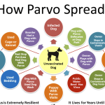 The Transmission of Parvo